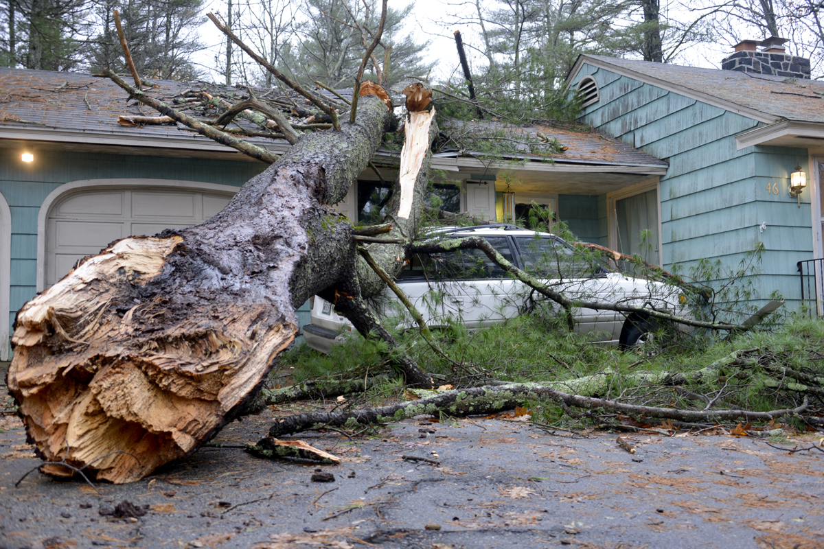 UniVista: ¿De quién es la responsabilidad cuando mi árbol cae sobre el techo del vecino?