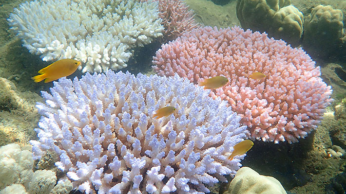 Florida utiliza el Super Bowl para promover la protección de los arrecifes de coral