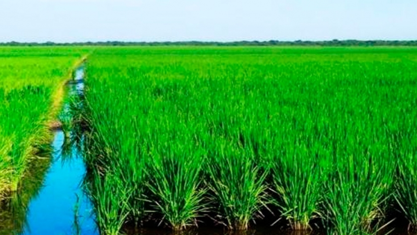 Científicos chinos lograron descubrir un gen que garantiza la resistencia del arroz en sequía