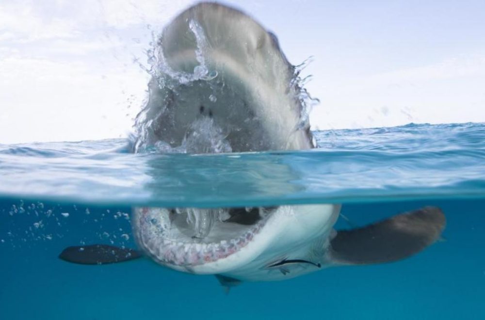 Aumentan ataques de tiburón en Florida: Dos casos en solo 3 días