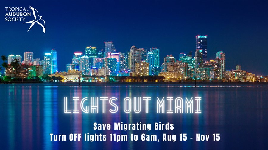 Organización promueve campaña para evitar muertes de aves en Miami