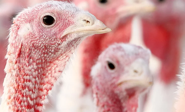Gripe aviar azota a Florida: Hay presencia en 37 condados