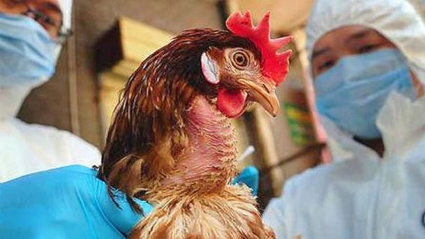 ¿Qué peligro hay para la humanidad con la gripe aviar H3N8 detectada en China?
