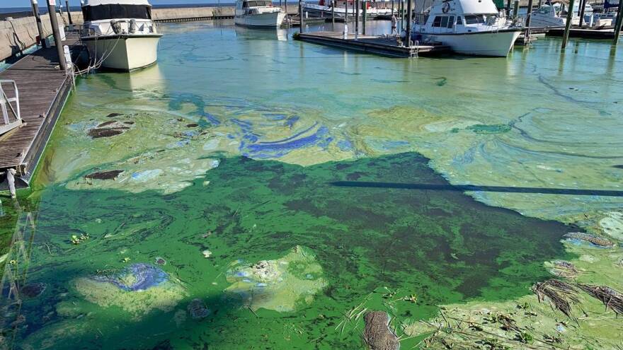 Florida en primer lugar de aguas contaminadas en EE.UU.