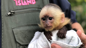 Participa en el bautizo de un mono capuchino bebé, Time to Go Bananas As Jungle Island lanza el concurso de nombres