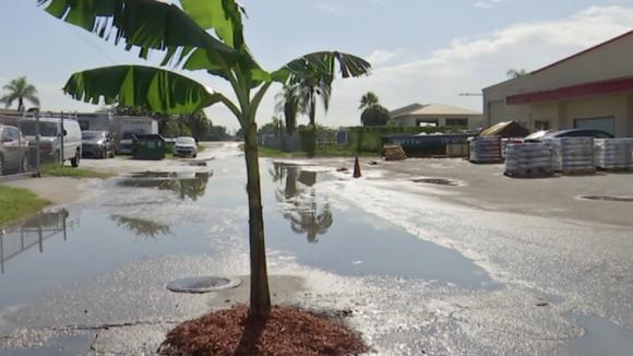 Hombre en Fort Myers plantó árbol de banana en un bache como protesta