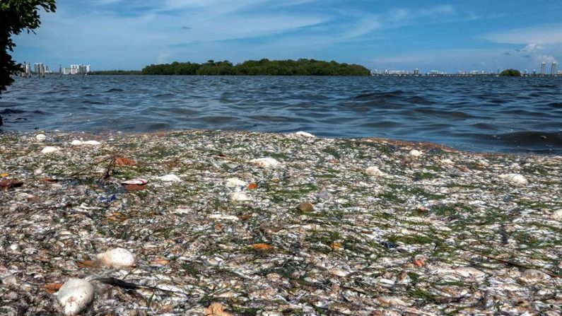 Resolver crisis de Biscayne Bay requiere abordar calidad del agua