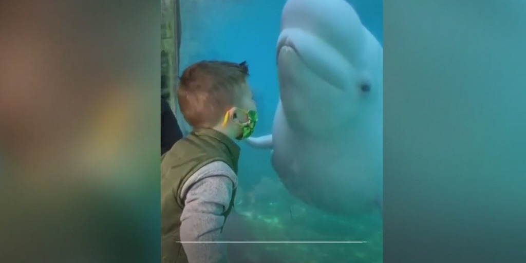 Mira la reacción de una ballena beluga tras darse un beso con un niño (Video)