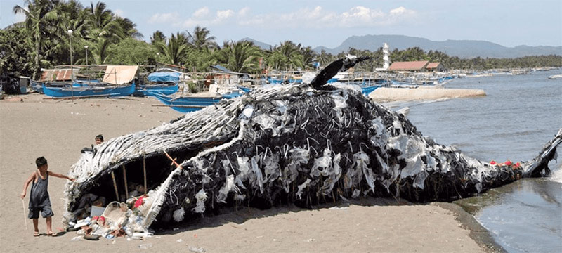 Insólito: aparece otra ballena muerta con plástico en sus entrañas