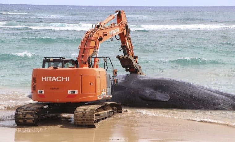 Ballena muere en una playa de Hawai por ingerir toneladas de plástico