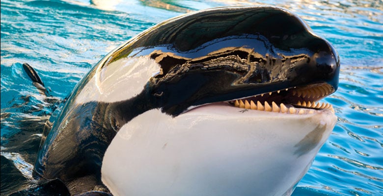 ¡Chapuzón sorpresa! La orca que convirtió el show de SeaWorld en un baño no tan “deseado”