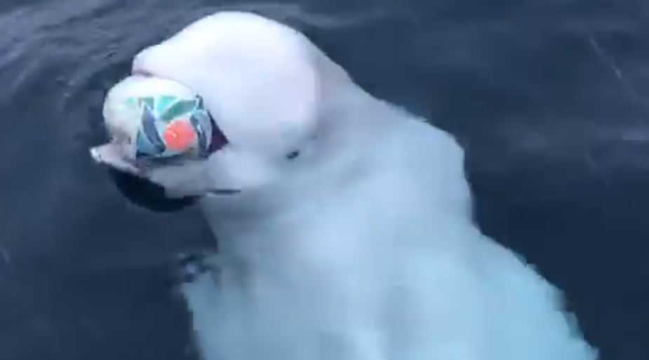 La increíble imagen de una ballena beluga jugando rugby con un marinero en medio del océano +VIDEO