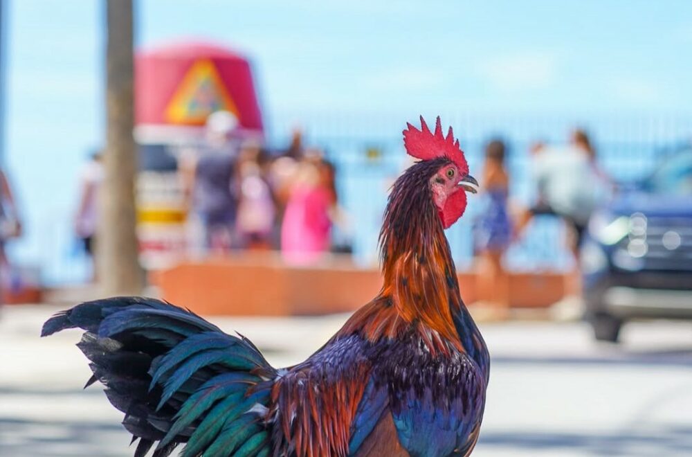 La estricta regla de Key West sobre los pollos callejeros: romperla te costaría caro