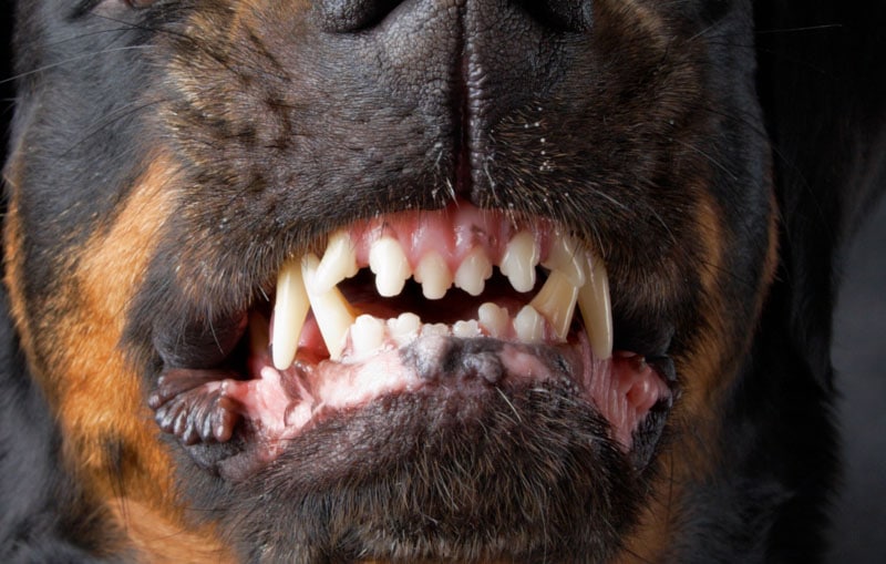 Perros rottweilers asesinaron a un bebé de 10 meses en Carolina del Norte