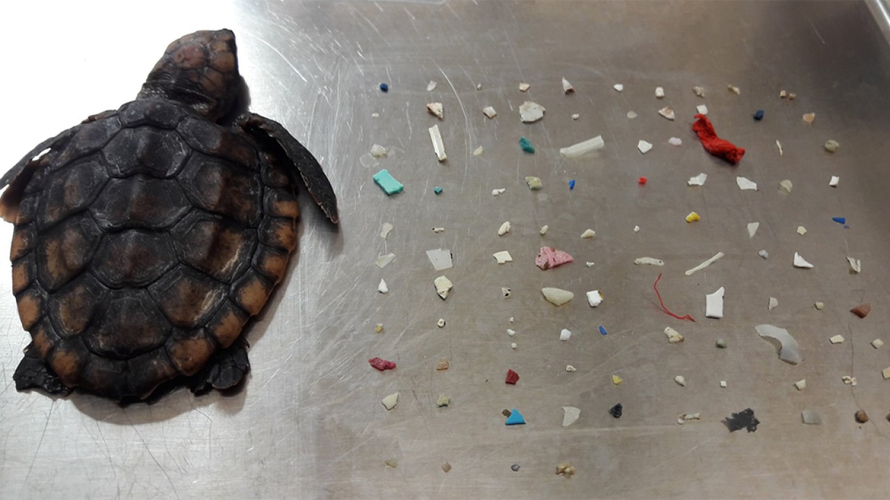 Bebé tortuga muere después de comer más de cien piezas de plástico en costa de Florida