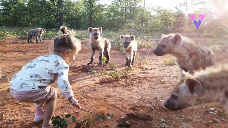 Impactante! Mira a la pequeña de dos años que juega con hienas (Video)
