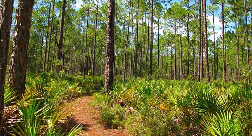 Plan “Bulevar de los Multimillonarios” causa indignación en zonas rurales de Florida