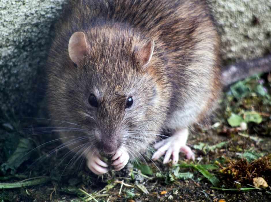 Las ratas están infectando a los humanos con hepatitis, y nadie sabe cómo