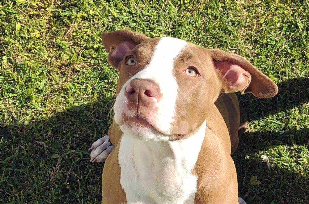 Rescatan a perrita que deambulaba en North Miami con un tiro en la cabeza