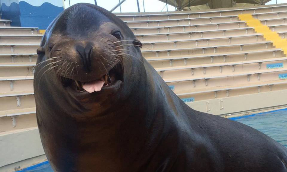 Miami Seaquarium sacrificó a un león marino “debido a su mal pronóstico”