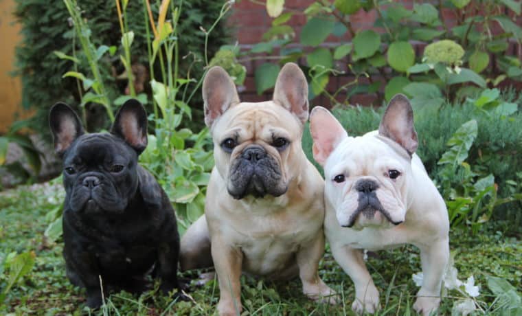 Bulldog francés se posiciona como la raza de perros favorita de EE.UU