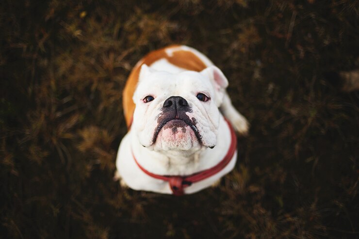 Bulldog adoptada es coronada como la perrita más bonita, según Universidad de Iowa
