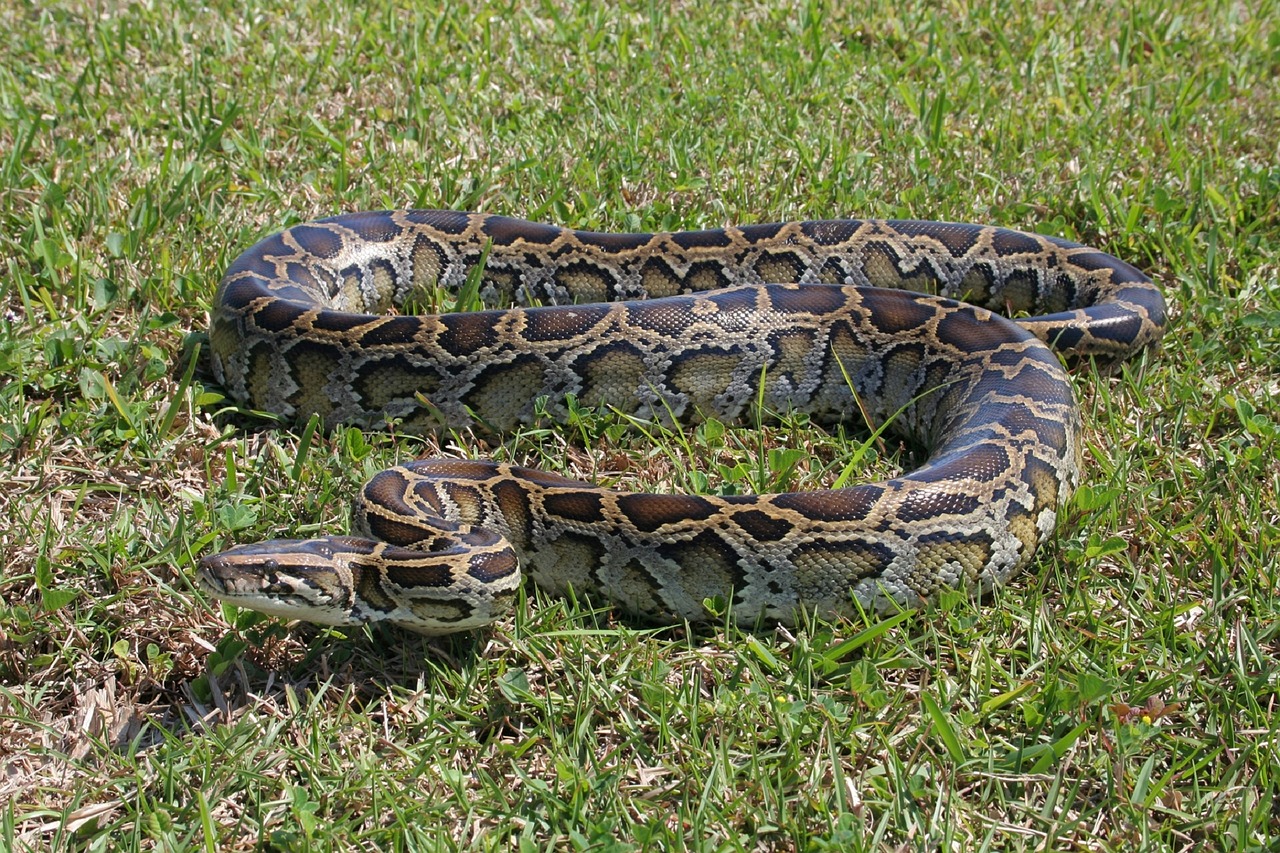 Crean el Python Bowl 2020: En Florida unen esfuerzos para acabar con esta especie invasora