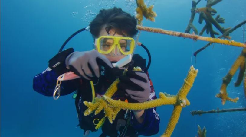 Base Marina trabaja para rescatar arrecifes de coral de Florida