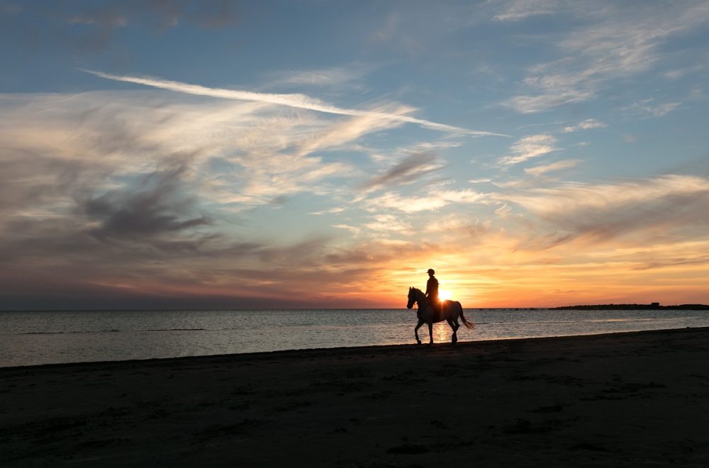 Romance y naturaleza: Así son los paseos a caballo en Virginia Key Beach