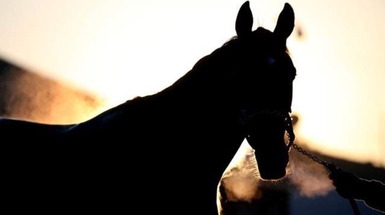 Encontraron caballo masacrado y desmembrado en Florida
