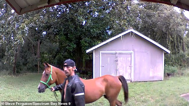 Hombre fue arrestado tras robar casa en Florida con su caballo (Video)