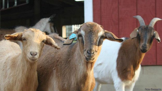 Dos docenas de cabras hambrientas ayudan a combatir la maleza en Nueva York