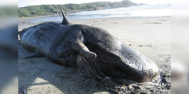 Fue encontrada muerta una ballena recién nacida en una playa de Florida