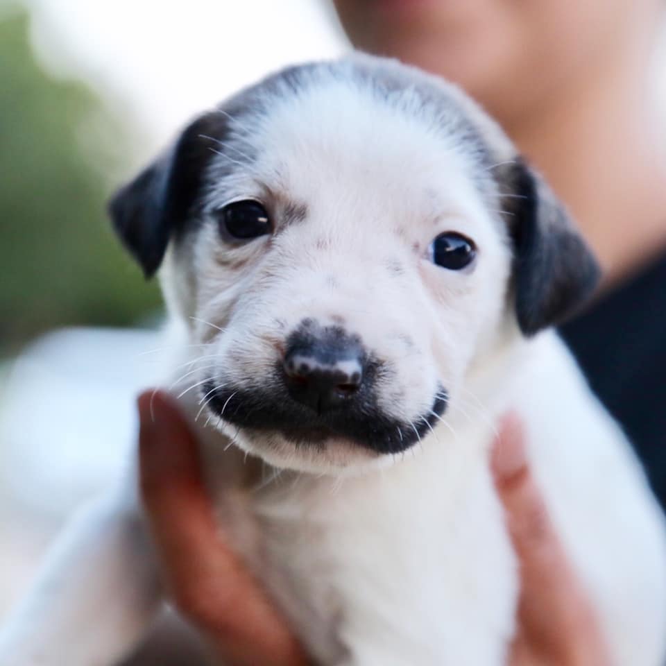 Adorable cachorro se vuelve viral por nacer con bigote parecido al de Salvador Dalí (Video)