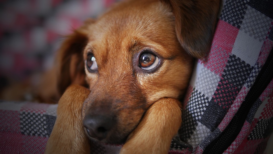 Abuela causa sensación en las redes tras adoptar 8 perros de la calle (Video)