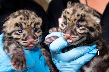 ¡Dos ternuritas! En el Zoo de Miami nacieron cachorritos de leopardo nublado que están “en peligro de extinción”