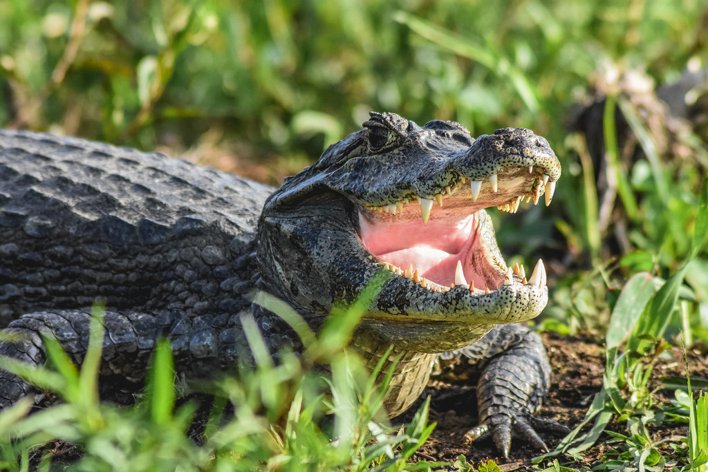 Posible ataque de caimán causó la muerte de un hombre en Florida