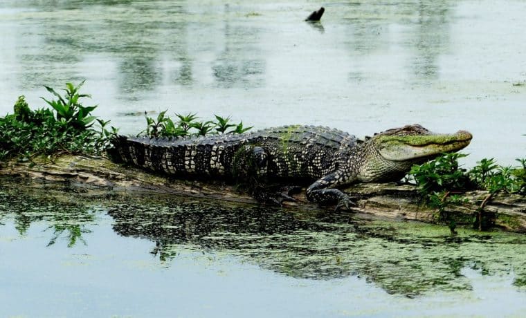 Tras ataque mortal a mujer de 85 años, retiran caimanes en comunidad de Florida