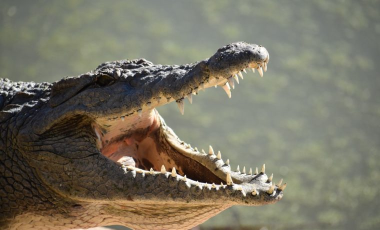 Monstruoso caimán pasea tranquilamente por calle de Naples