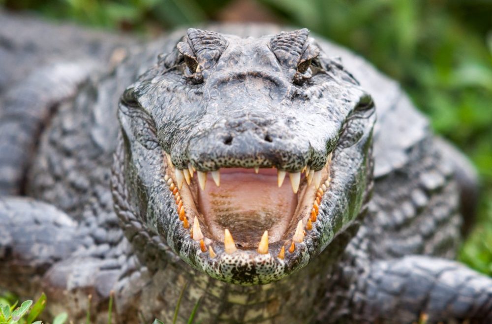 Encuentro sorprendente: Caimán devoró a pitón en los Everglades