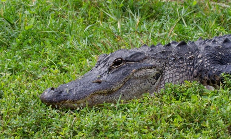Caimán aparece en campus de Tampa y sorprende a equipo de lacrosse