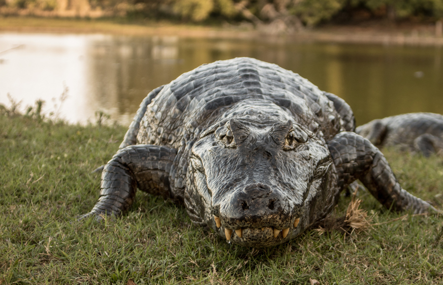 Matan a gigantesco caimán que devoró cadáver humano cerca de Tampa