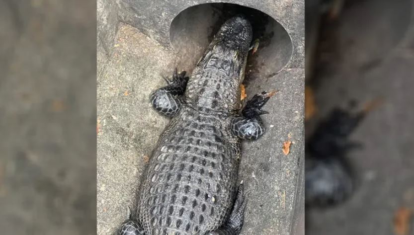 Niño de 2 años confundió enorme caimán con una tortuga frente a restaurante de Florida