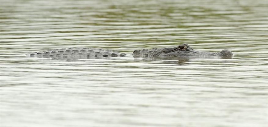 Autoridades encontraron restos humanos en canal infestado de caimanes en Florida