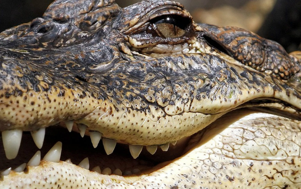 Monstruoso caimán fue capturado en las inmediaciones de un mall en Florida