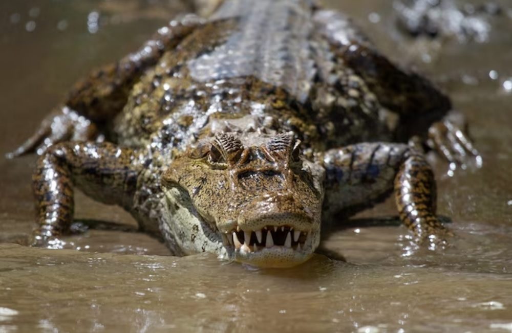 ¿Cómo saber si hay caimanes escondidos en un lago? Esta herramienta te podría ayudar