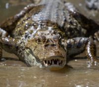 ¿Cómo saber si hay caimanes escondidos en un lago? Esta herramienta te podría ayudar