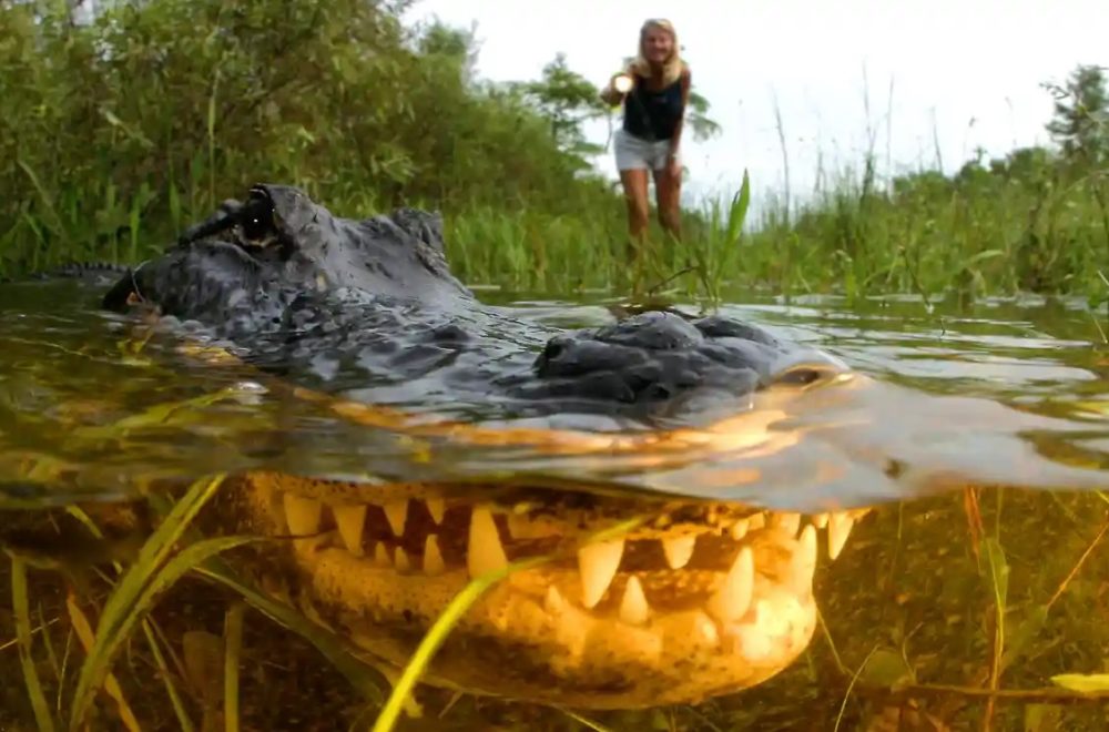 Fotografiaba un caimán en lago de Orlando y descubrió que algo no estaba bien