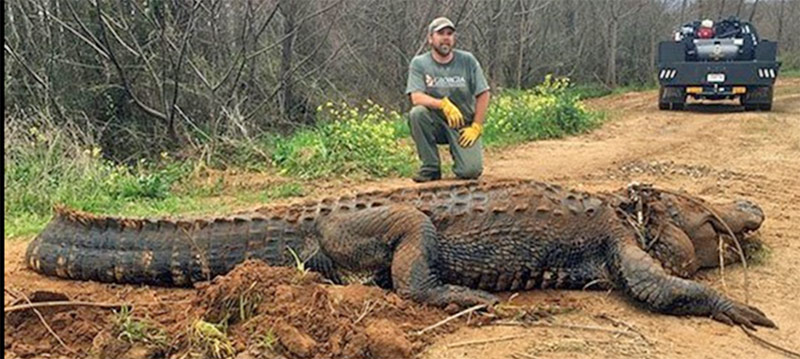Encuentran caimán de más de 300 kilogramos en Georgia