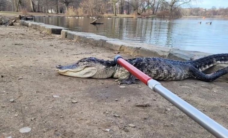 Apareció caimán en parque para niños en Nueva York